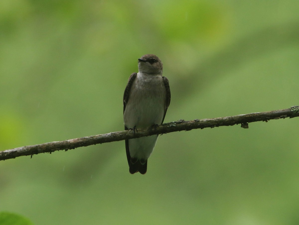 Northern Rough-winged Swallow - ML619428050