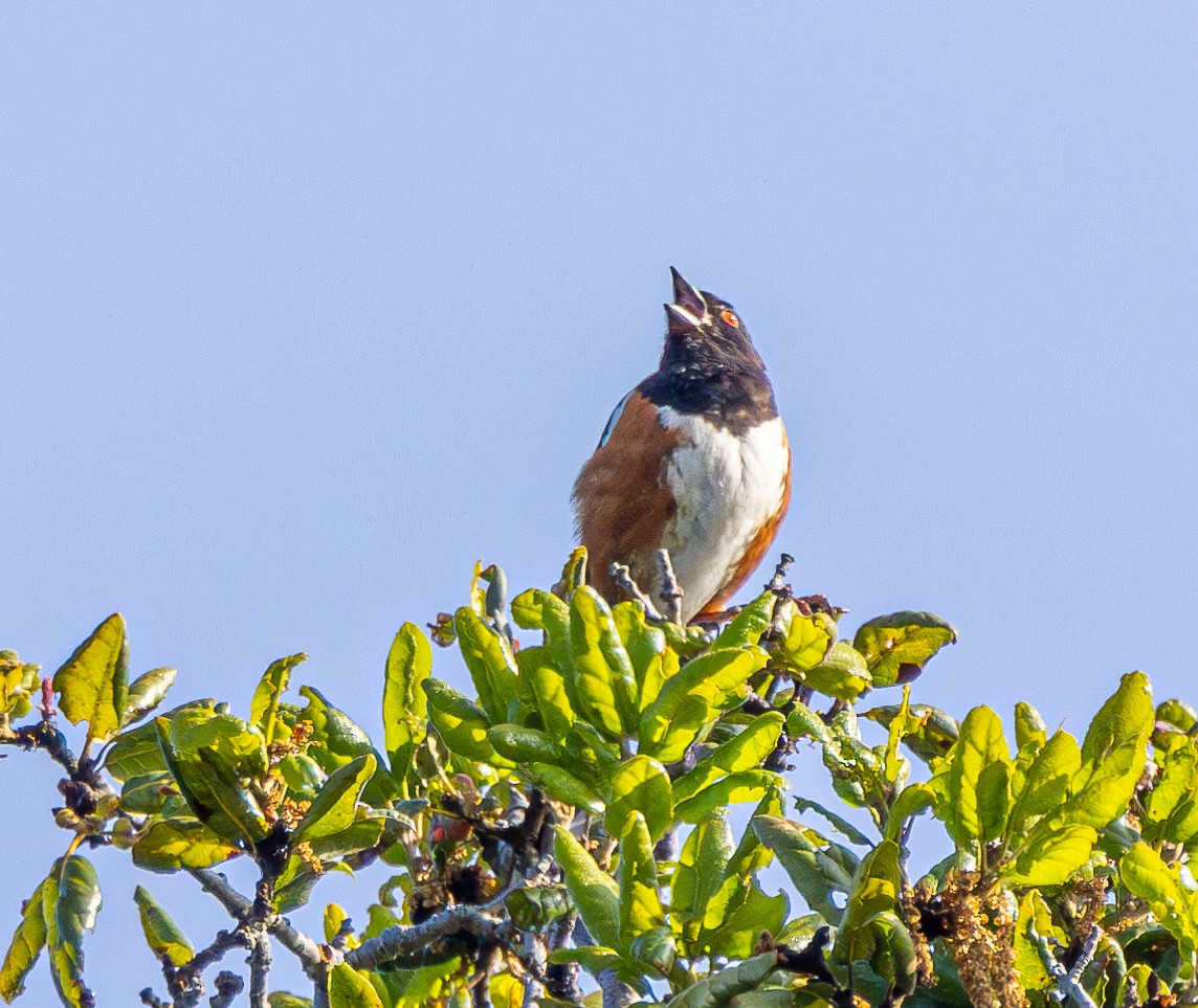 Spotted Towhee - ML619428059