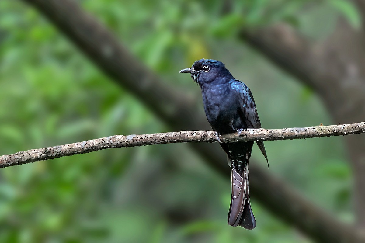 Square-tailed Drongo-Cuckoo - ML619428068