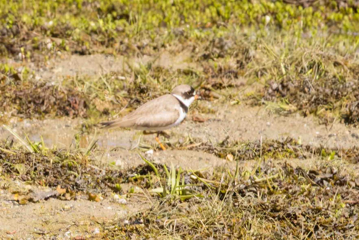 Semipalmated Plover - ML619428121