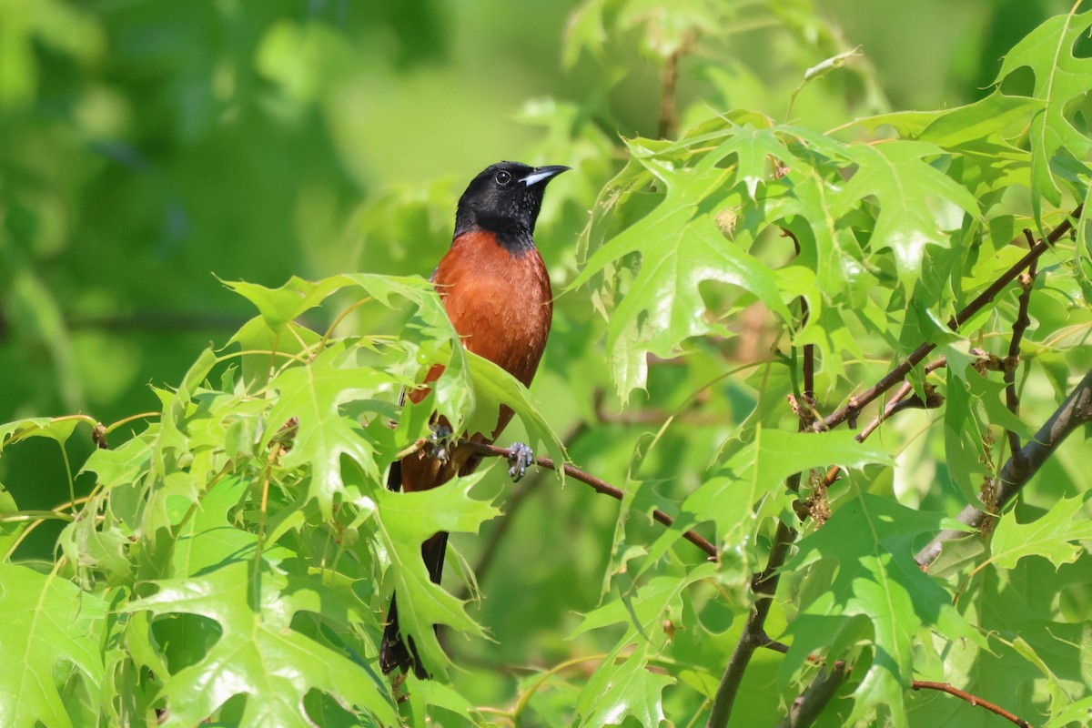 Orchard Oriole - ML619428143