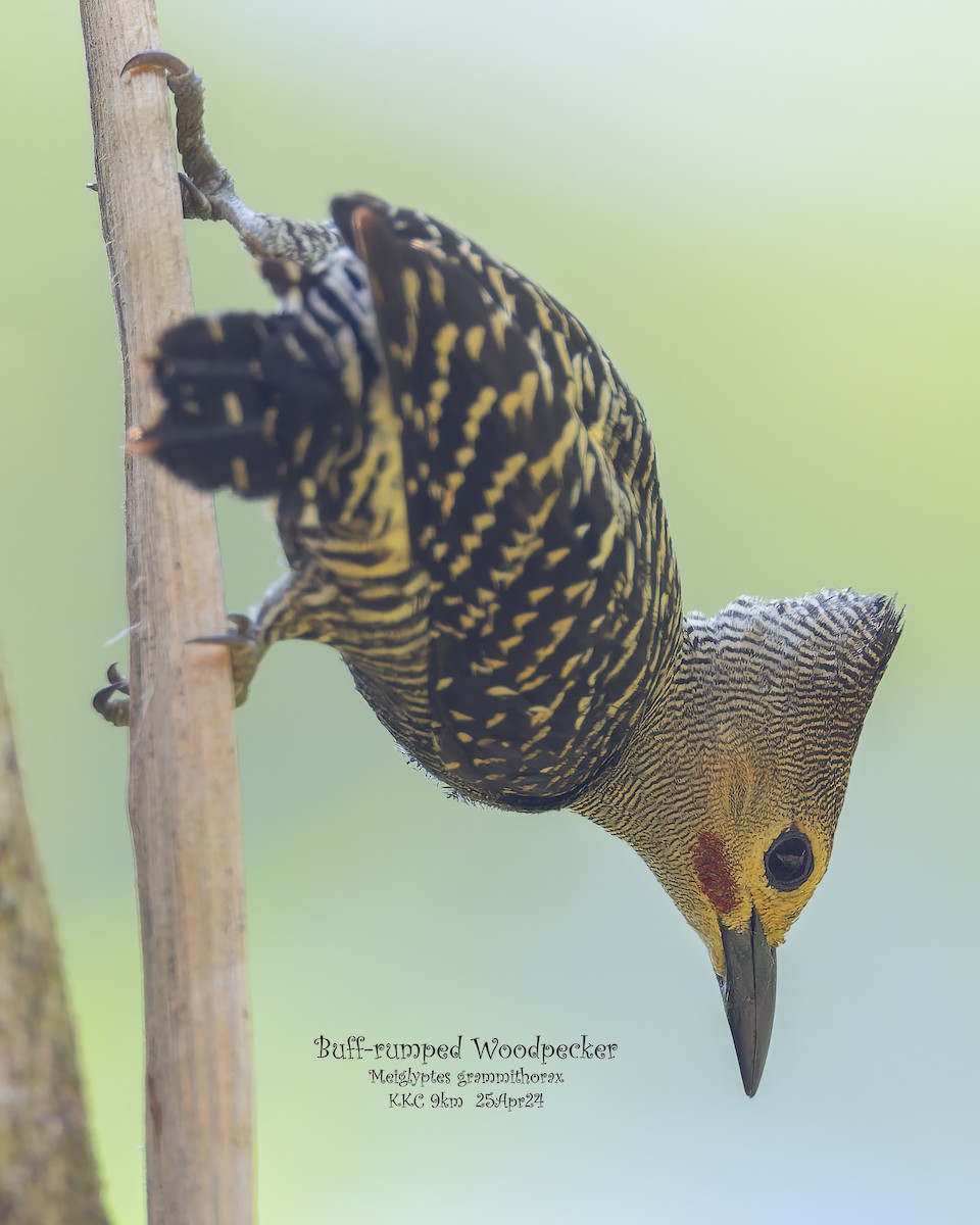 Buff-rumped Woodpecker - ML619428146
