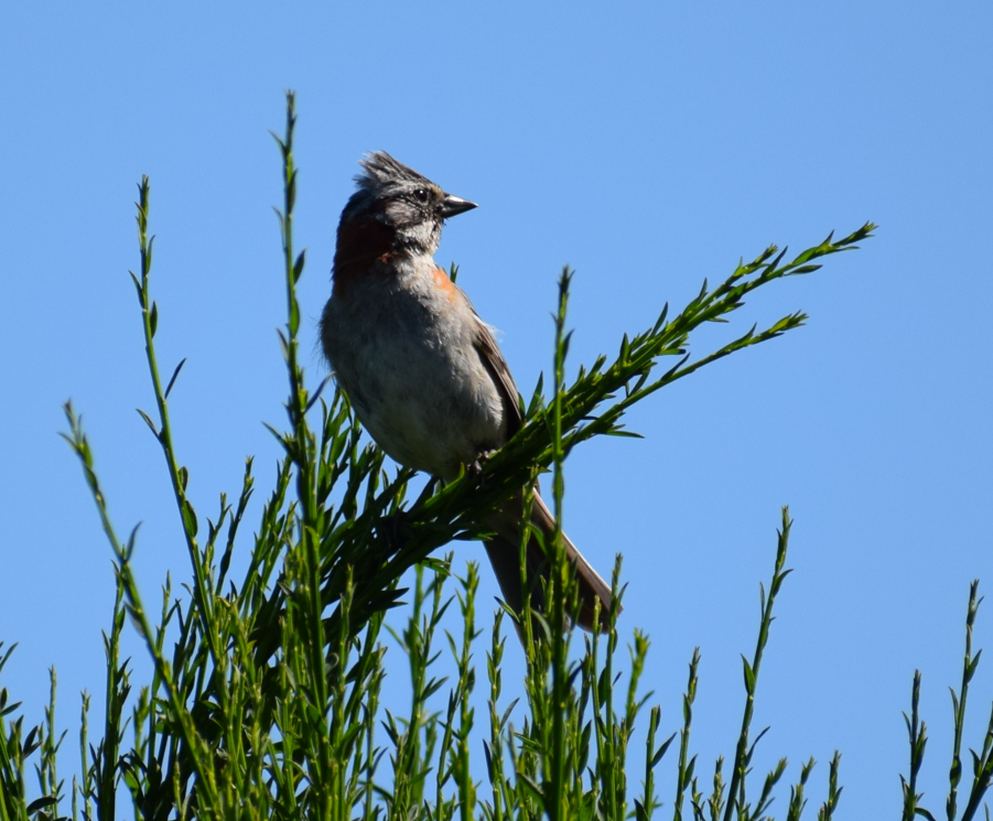 Rufous-collared Sparrow - ML619428156