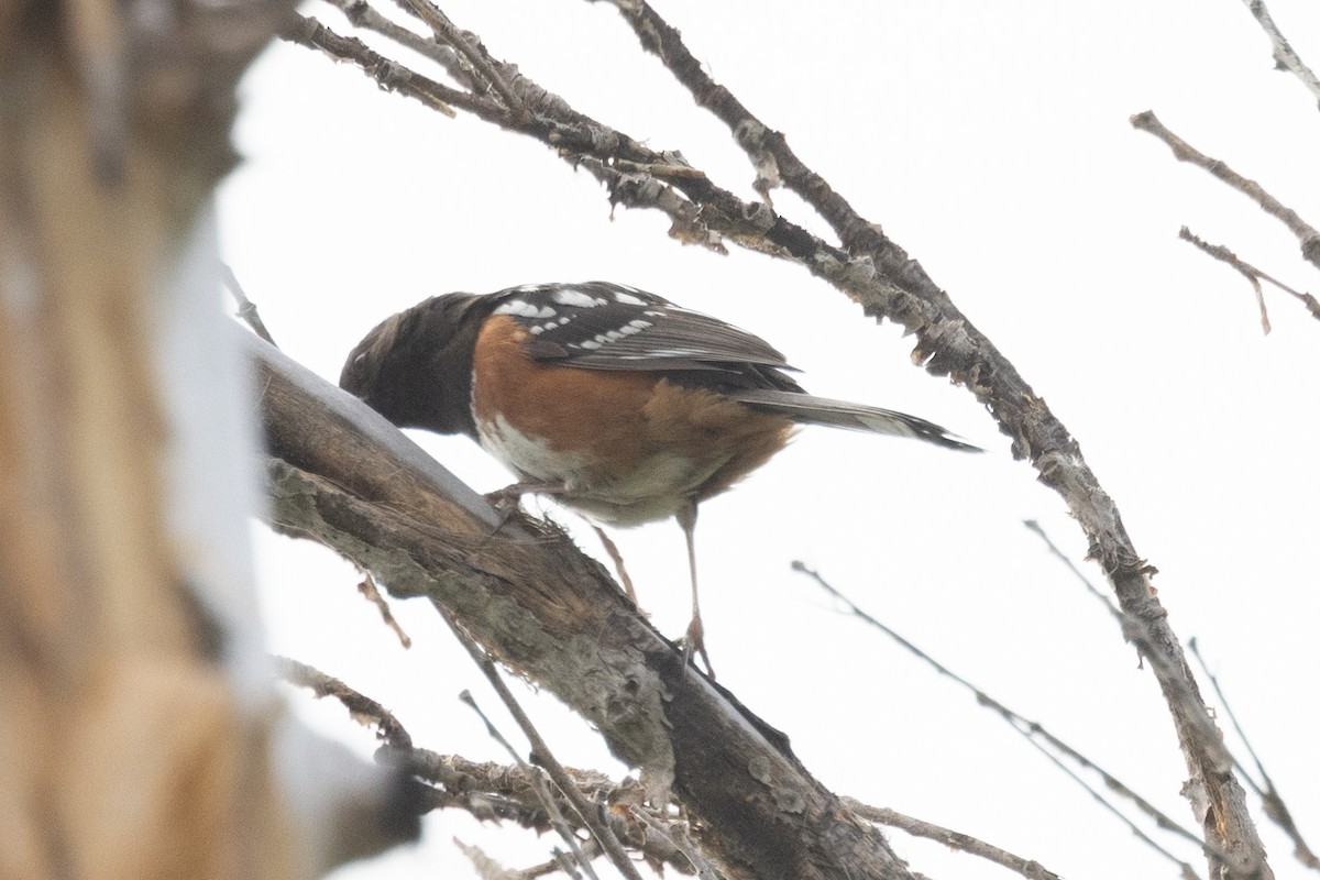 Spotted Towhee - ML619428192