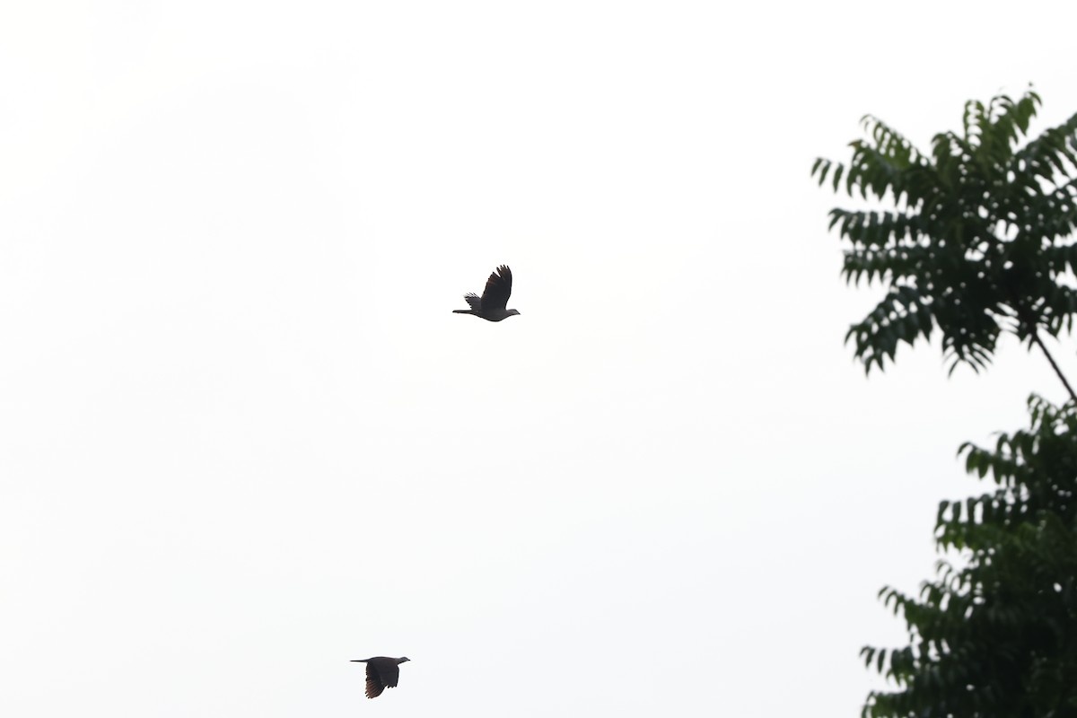holub světlebřichý - ML619428229