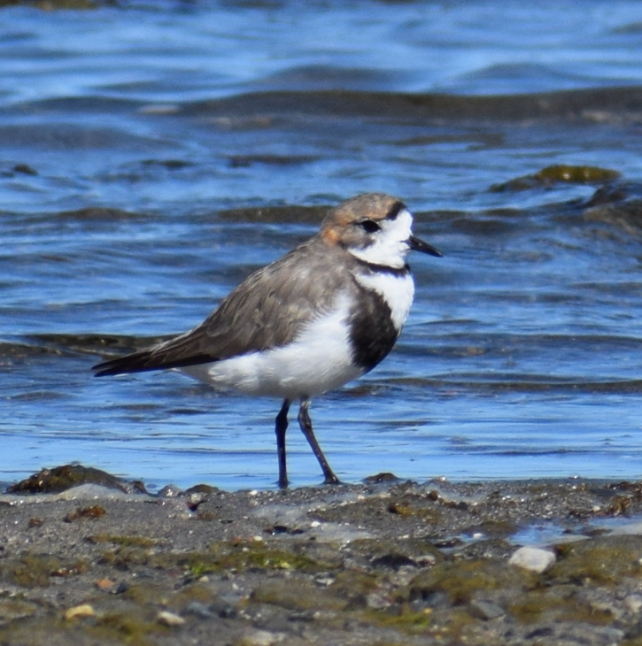 Two-banded Plover - ML619428244