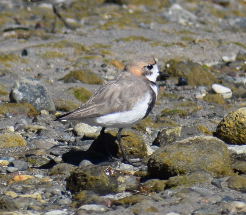 Two-banded Plover - ML619428245