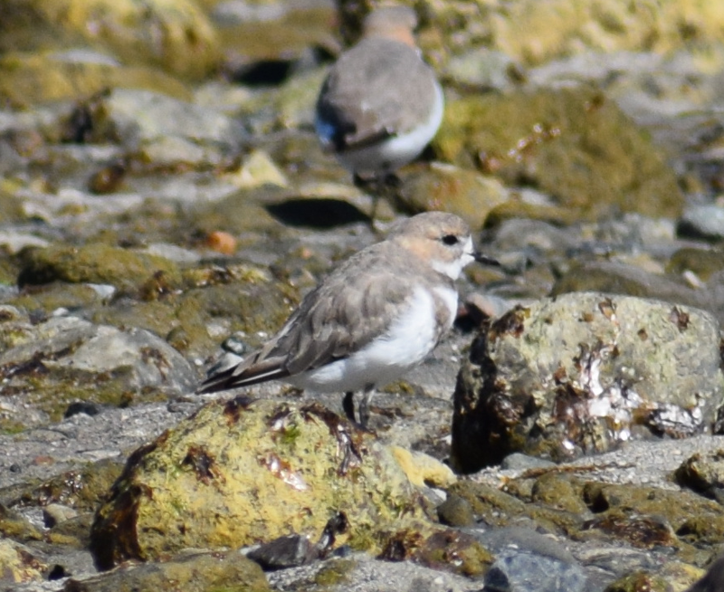 Two-banded Plover - ML619428247