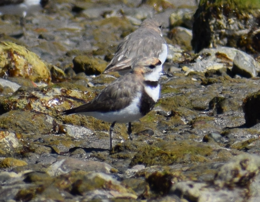 Two-banded Plover - ML619428248