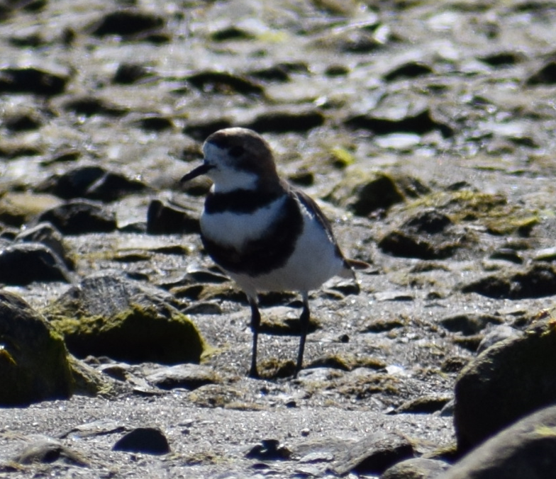 Two-banded Plover - ML619428249