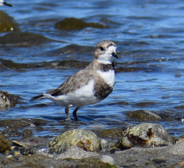 Two-banded Plover - ML619428251