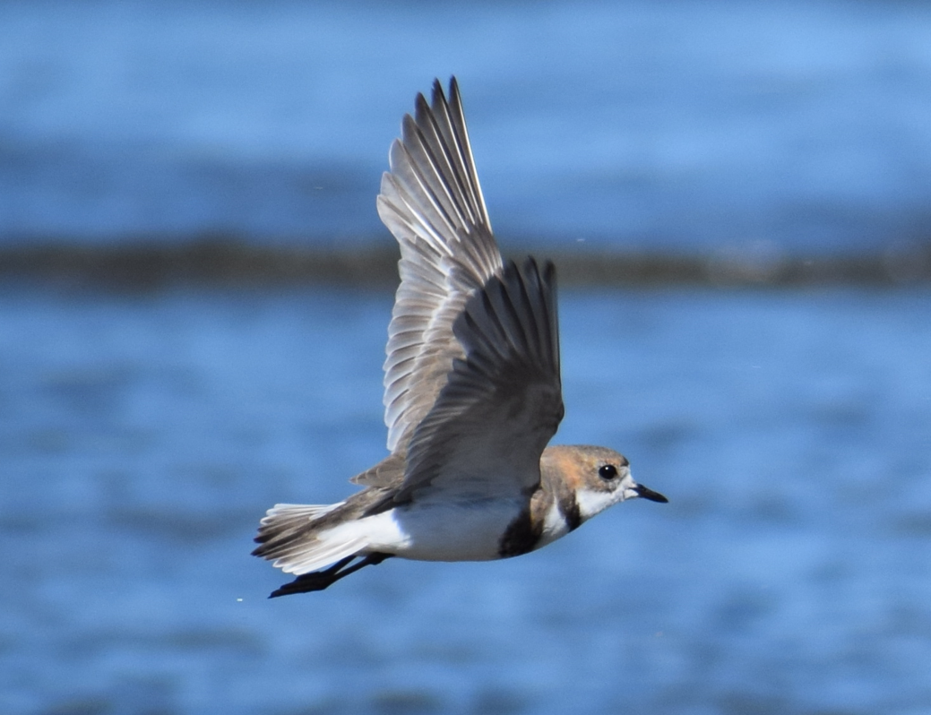 Two-banded Plover - ML619428252