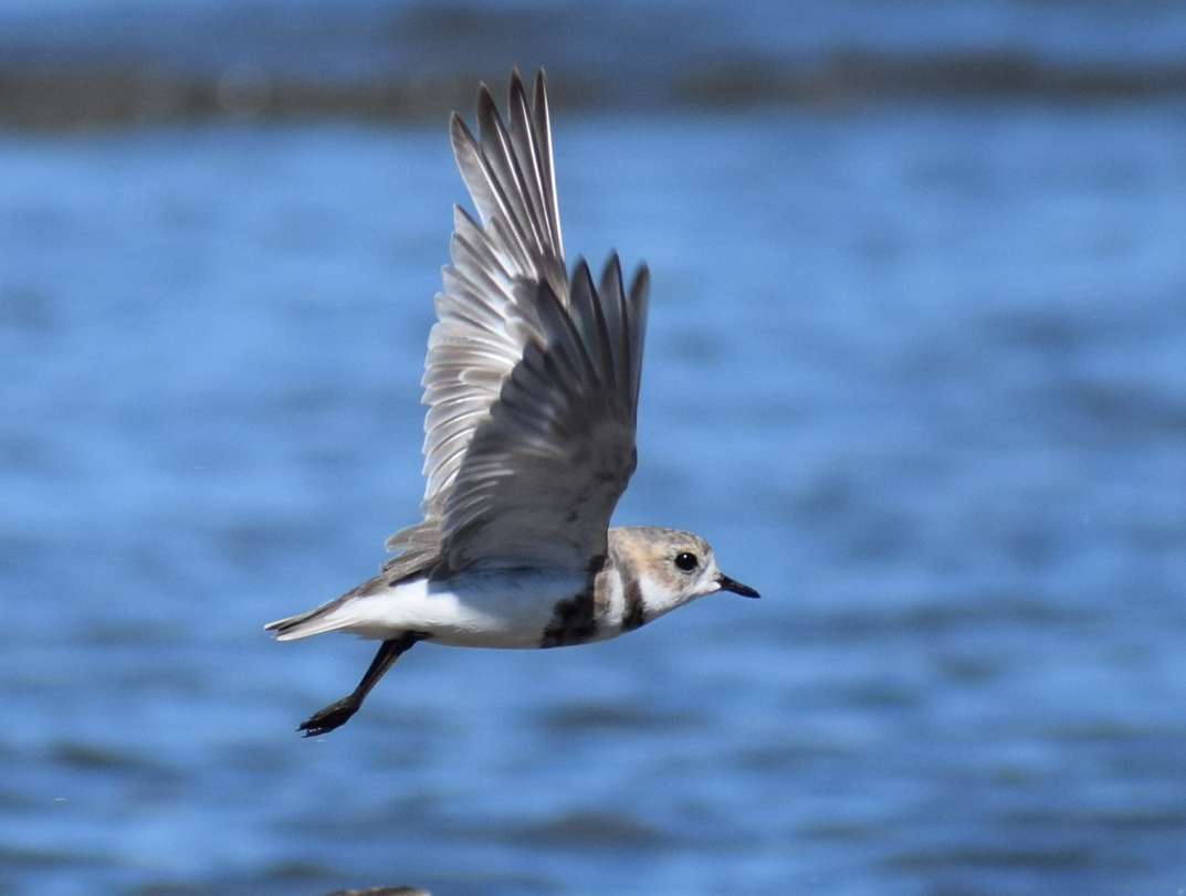 Two-banded Plover - ML619428253