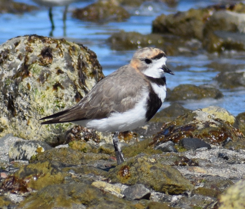 Two-banded Plover - ML619428254