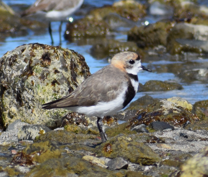 Two-banded Plover - ML619428255