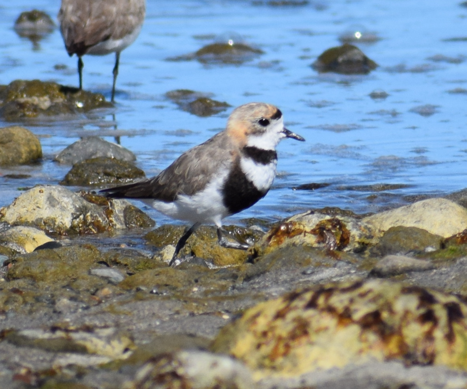 Two-banded Plover - ML619428256