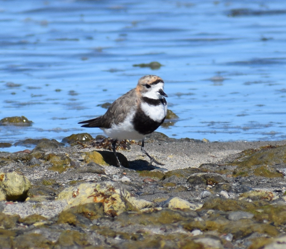 Two-banded Plover - ML619428257