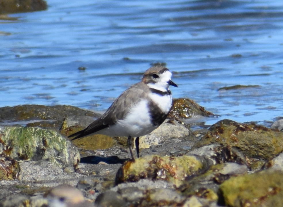 Two-banded Plover - ML619428258