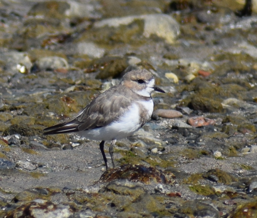 Two-banded Plover - ML619428259