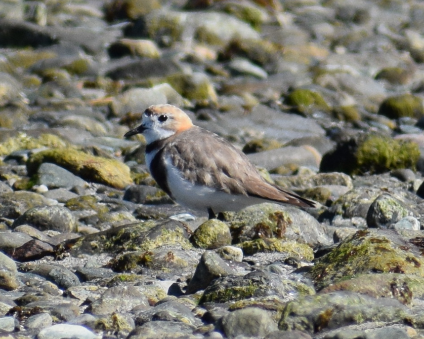 Two-banded Plover - ML619428260