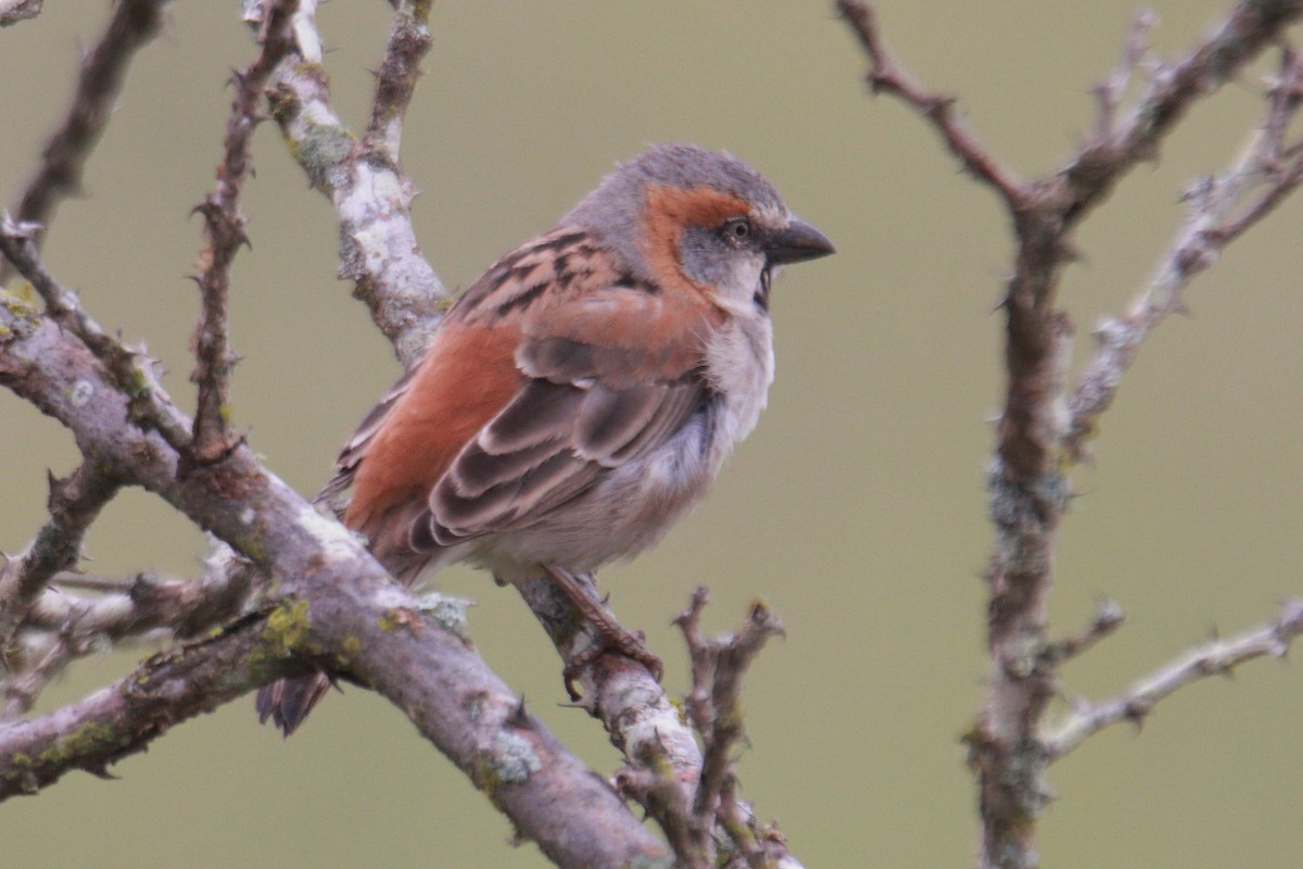 Kenya Rufous Sparrow - ML619428266