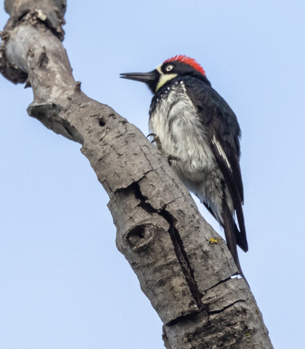 Acorn Woodpecker - ML619428268