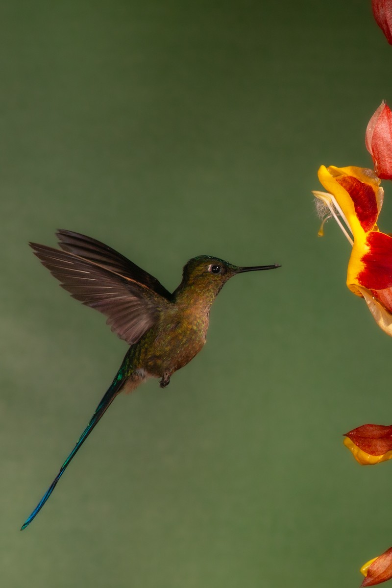 Violet-tailed Sylph - ML619428278