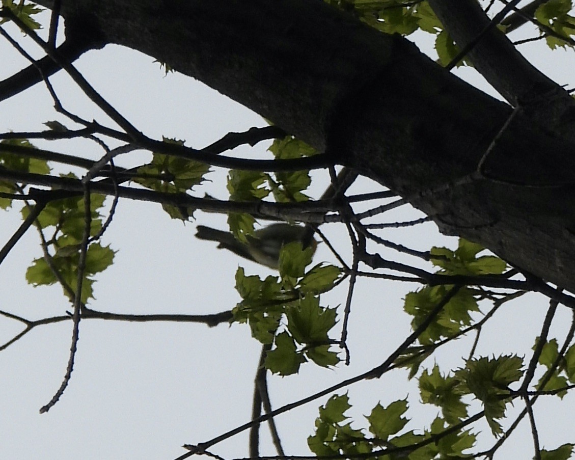 Black-throated Green Warbler - ML619428296