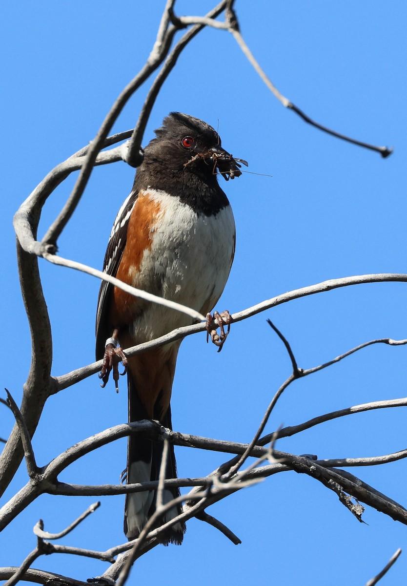 Spotted Towhee - ML619428385