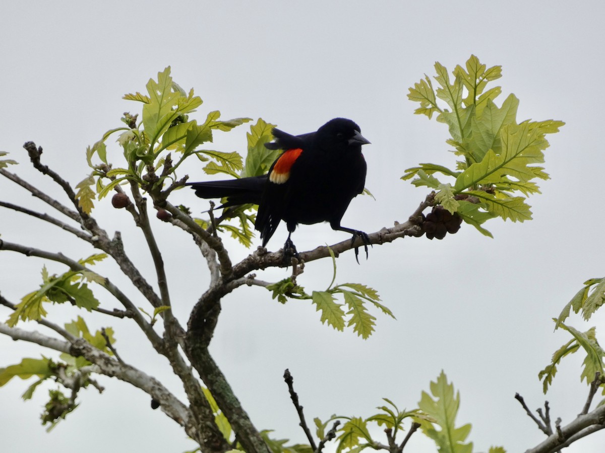 Red-winged Blackbird - ML619428415