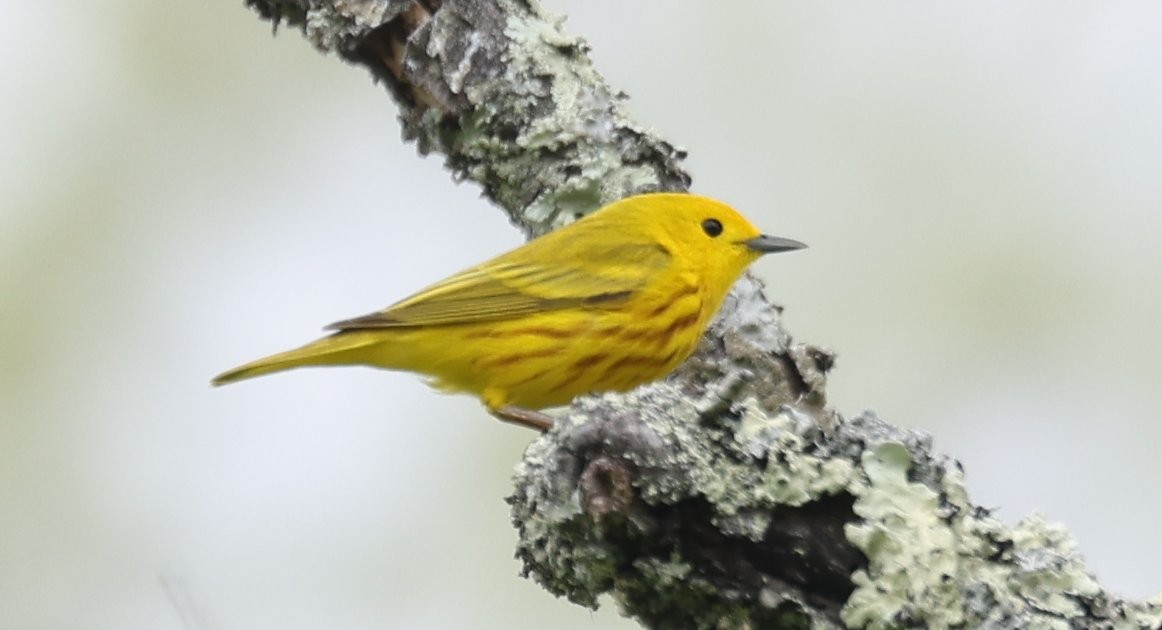 Yellow Warbler (Northern) - ML619428420