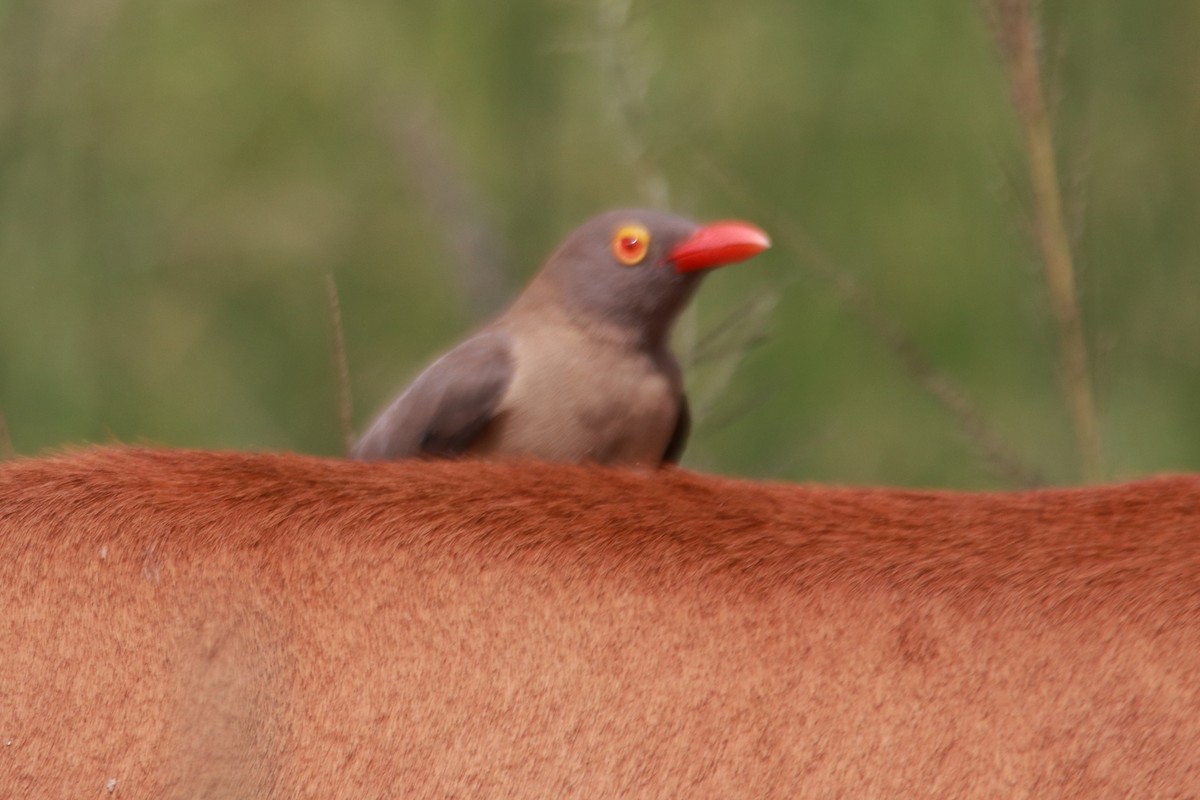 Red-billed Oxpecker - ML619428430
