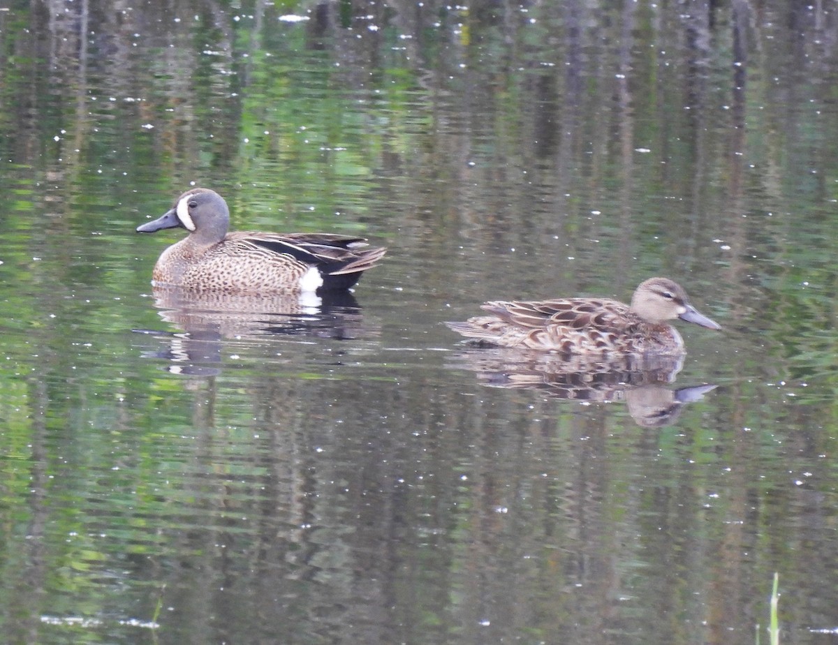 eBird Checklist - 21 May 2024 - Wapato Lake NWR (Yamhill County) - 52 ...