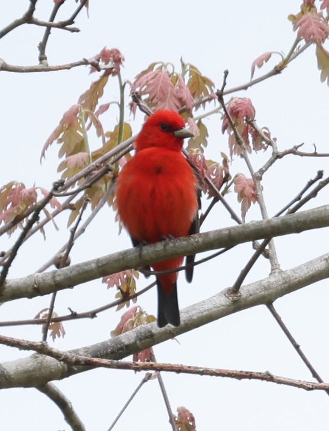 Scarlet Tanager - ML619428443