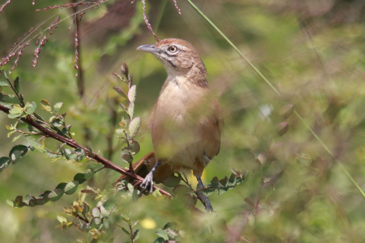 Moustached Grass-Warbler - ML619428445