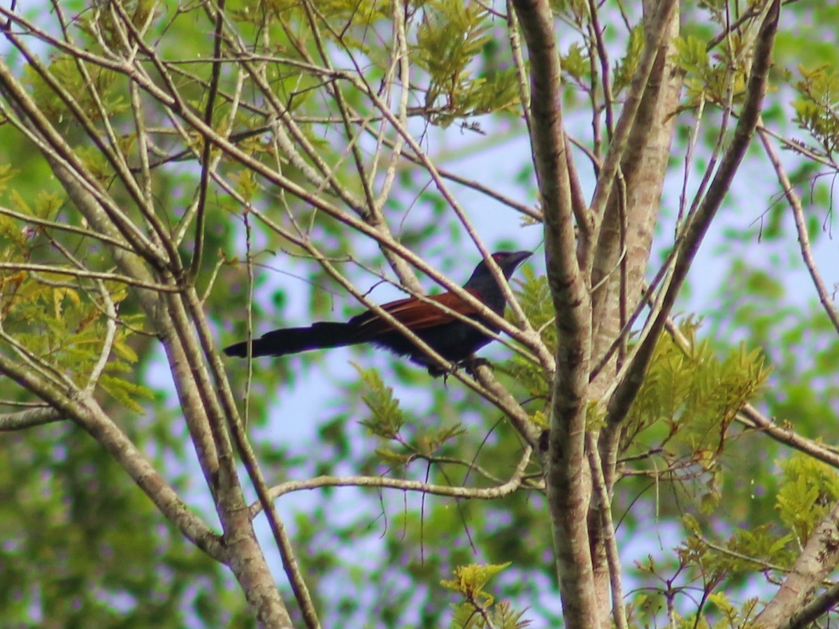 Greater Coucal - ML619428454