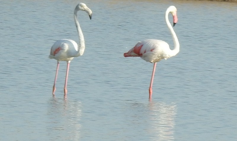 Розовый фламинго - ML619428463