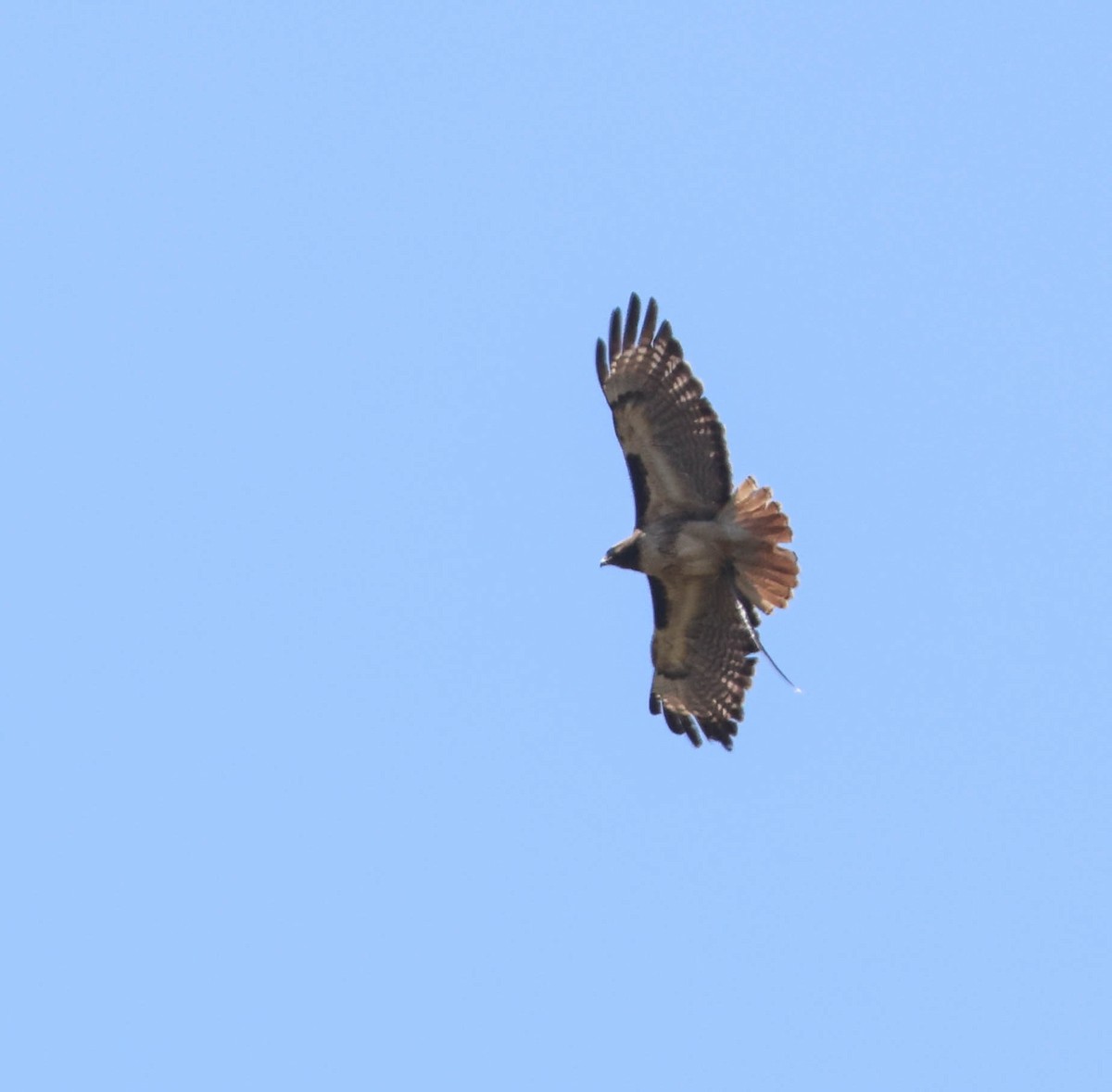 Red-tailed Hawk - ML619428496
