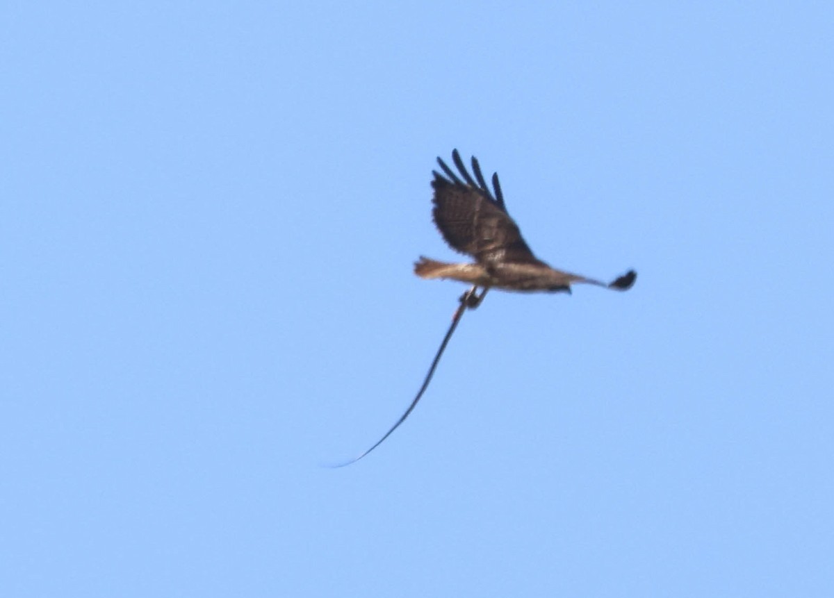 Red-tailed Hawk - ML619428499