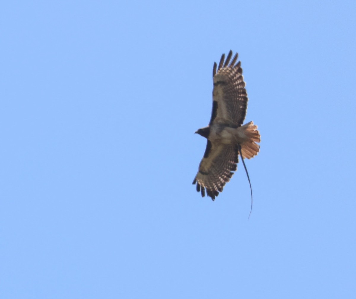 Red-tailed Hawk - ML619428500
