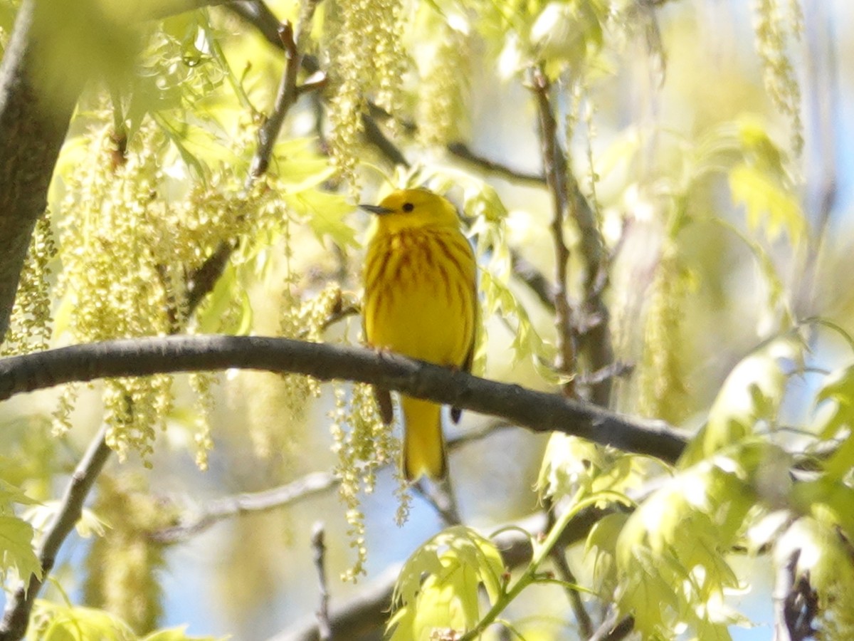 Yellow Warbler (Northern) - ML619428524