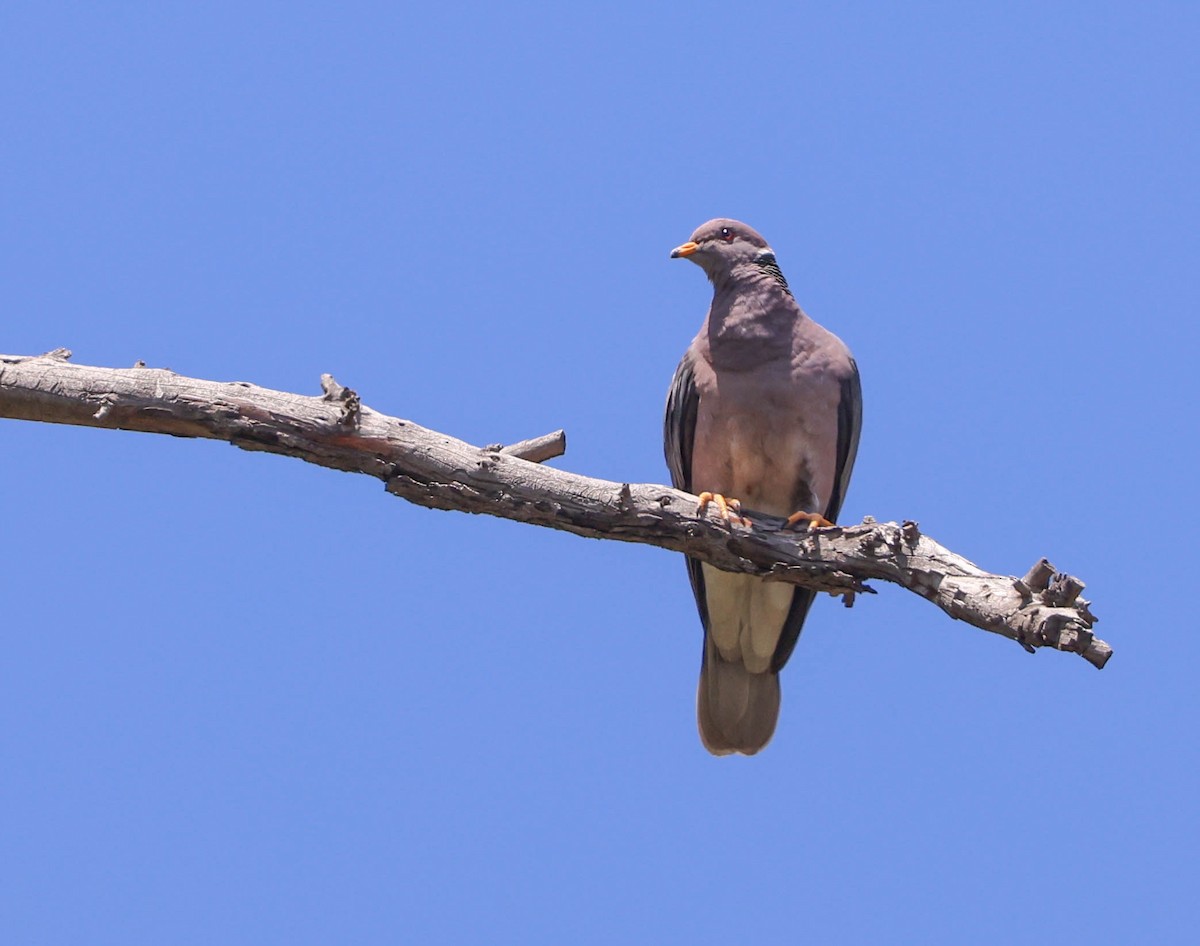 Band-tailed Pigeon - ML619428529