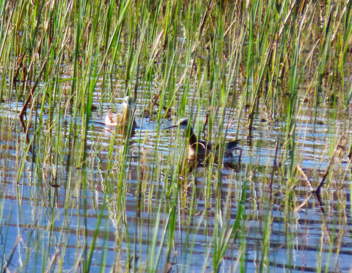 eBird Checklist 21 May 2024 Fruitgrowers ReservoirNorth Road
