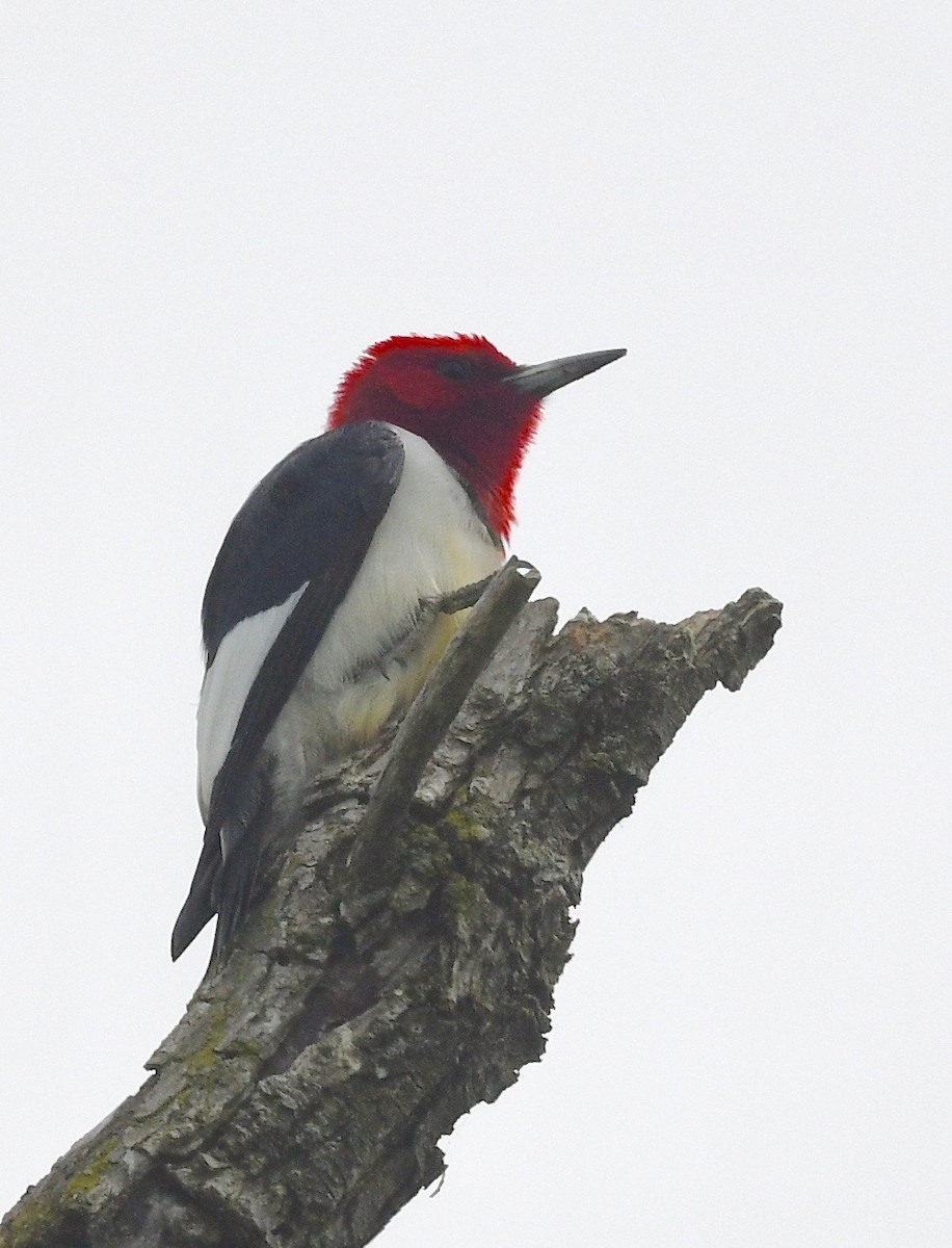 Red-headed Woodpecker - ML619428635