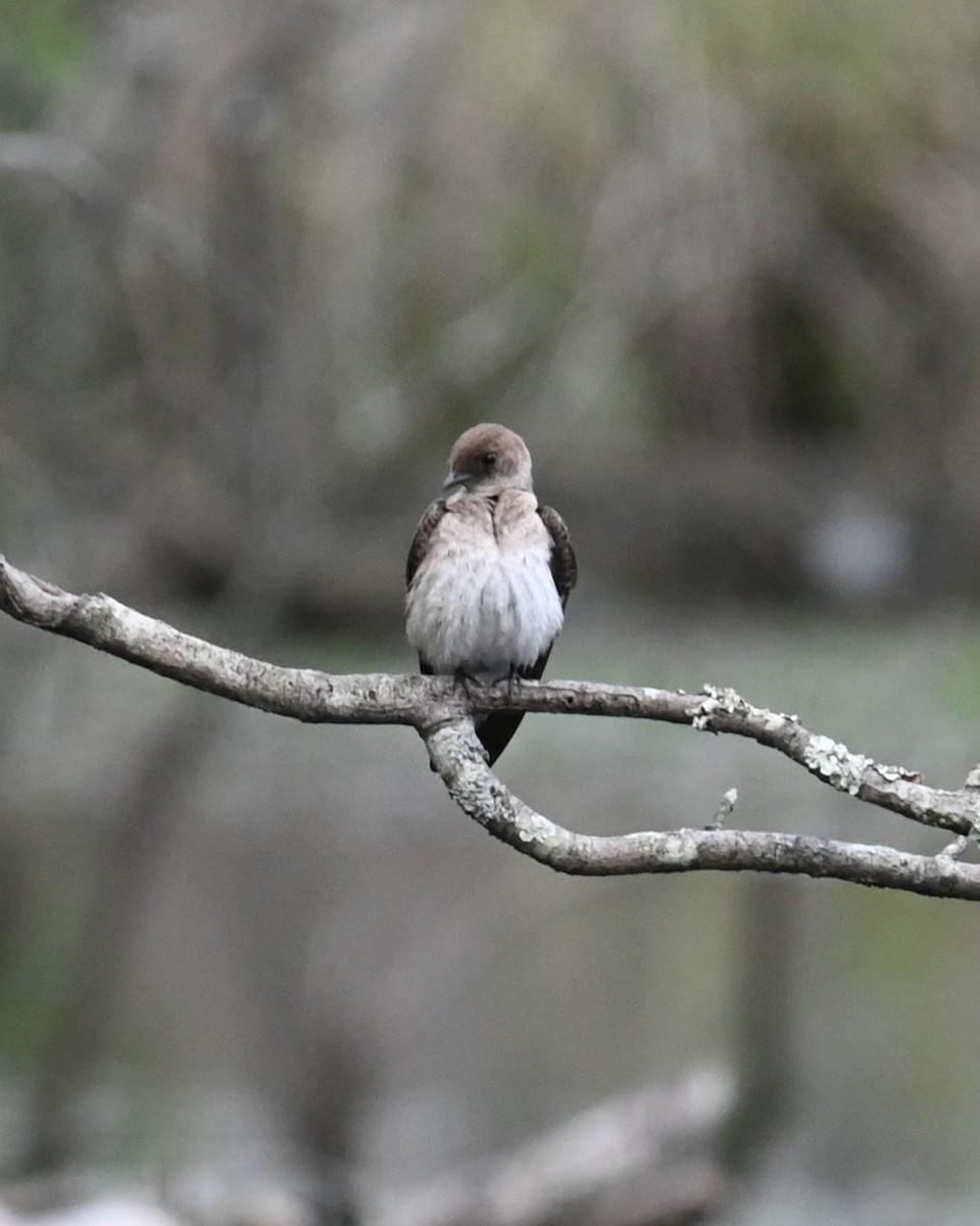 Northern Rough-winged Swallow - ML619428636