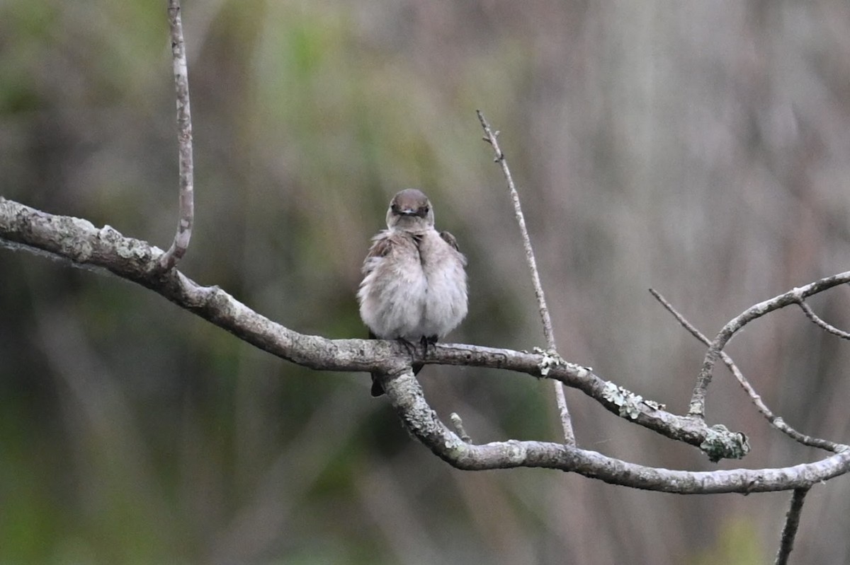 Northern Rough-winged Swallow - ML619428637