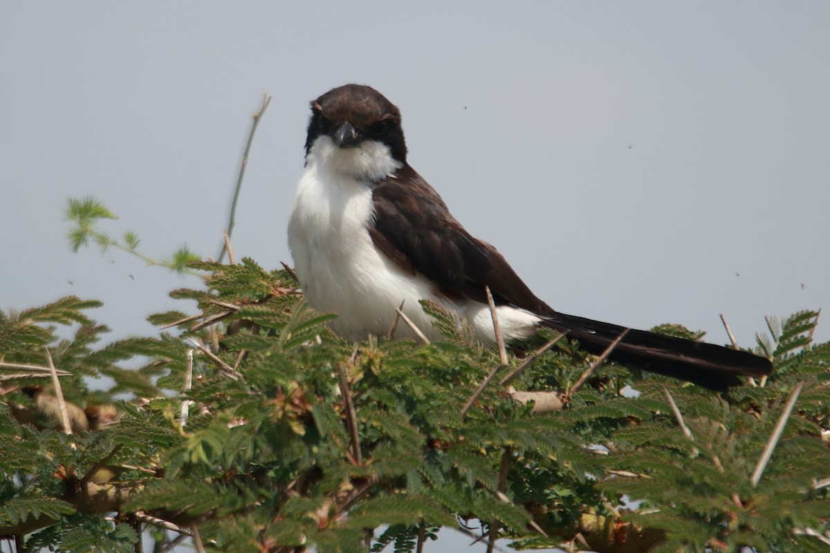 Long-tailed Fiscal - ML619428694