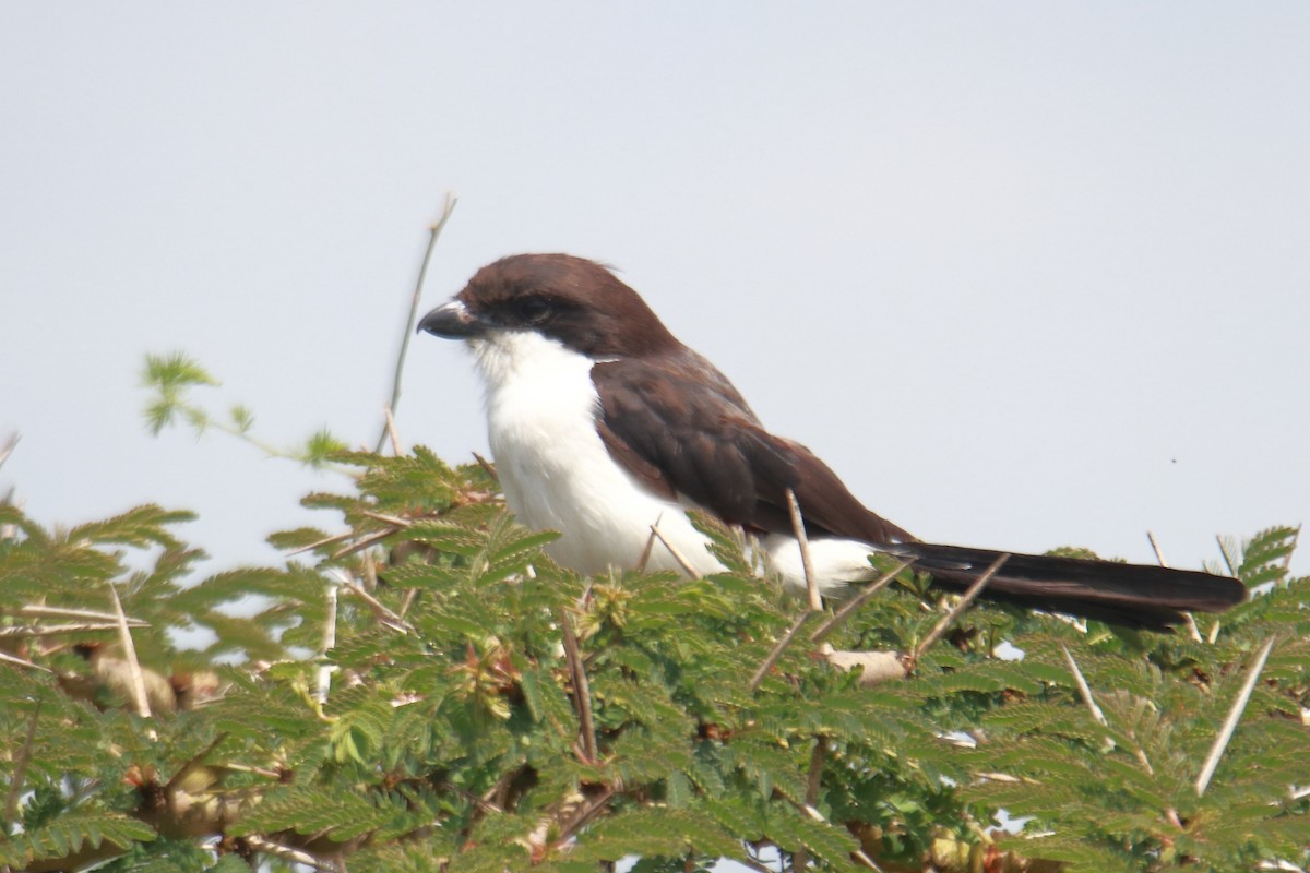 Long-tailed Fiscal - ML619428704