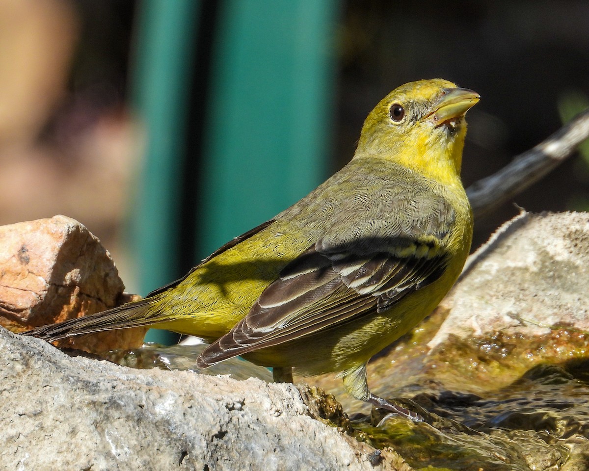 Western Tanager - ML619428718