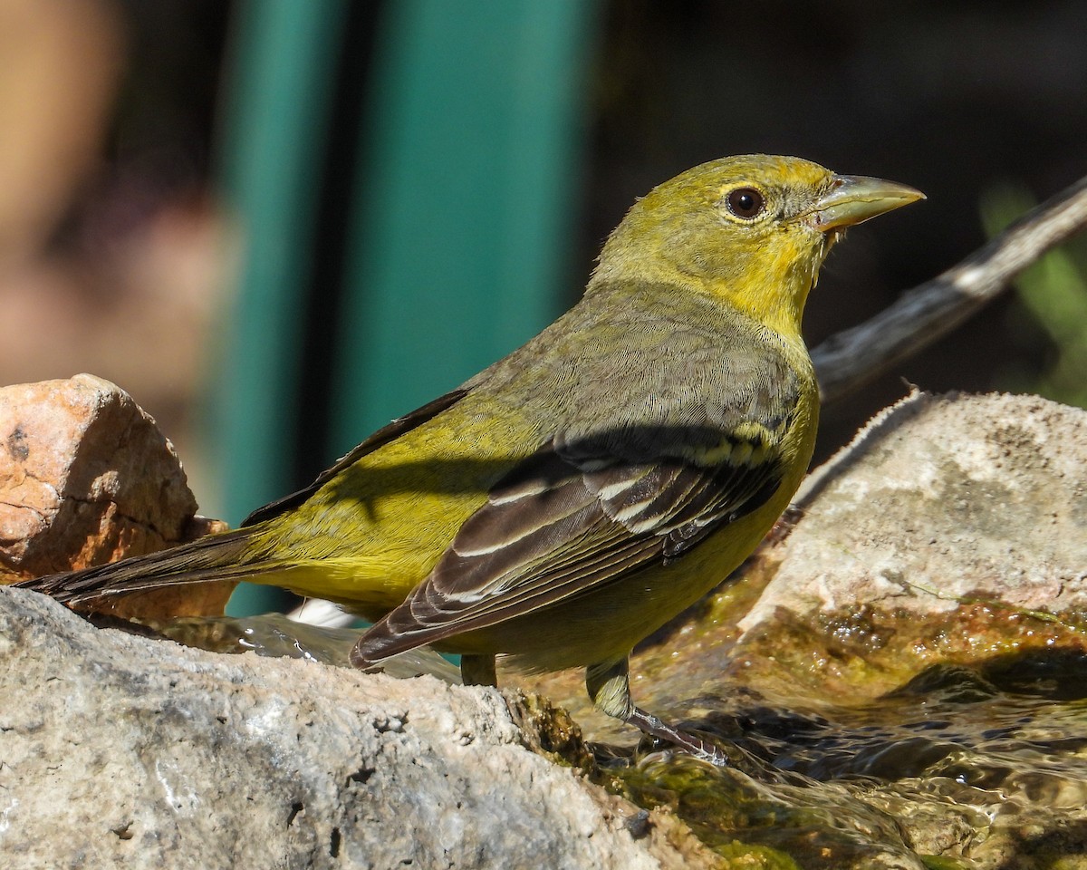 Western Tanager - ML619428719